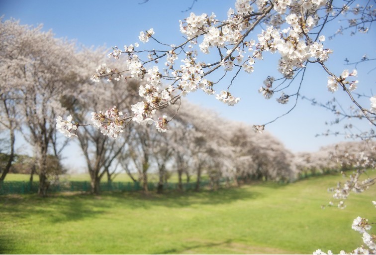 벚꽃 숨겨진 명소