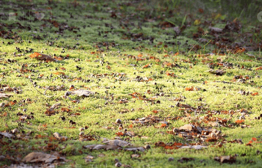 백운호수 푸르지오 숲속의 아침
