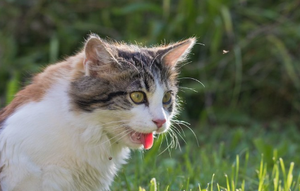 풀숲에서 아픈 듯 혀를 내미는 고양이.