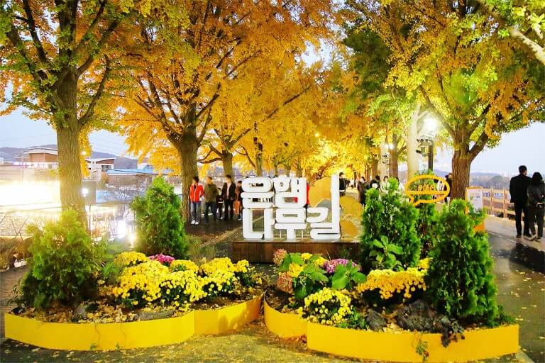 아산 곡교천 은행나무길 단풍 &amp; 가을꽃 여행 사진