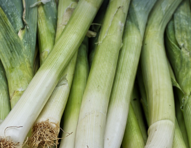 손질된-대파-사진