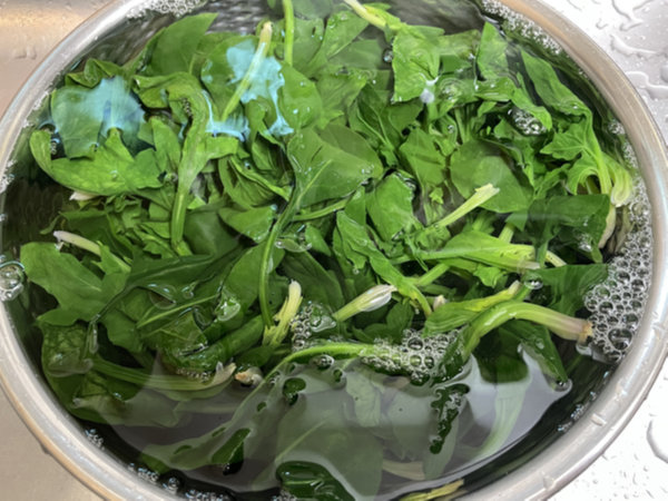 이번에는 시금치를 꼼꼼하게 세척