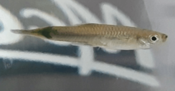 구피 질병 증상(백점병&amp;#44; 마우스펑기&amp;#44; 솔방울병 등)