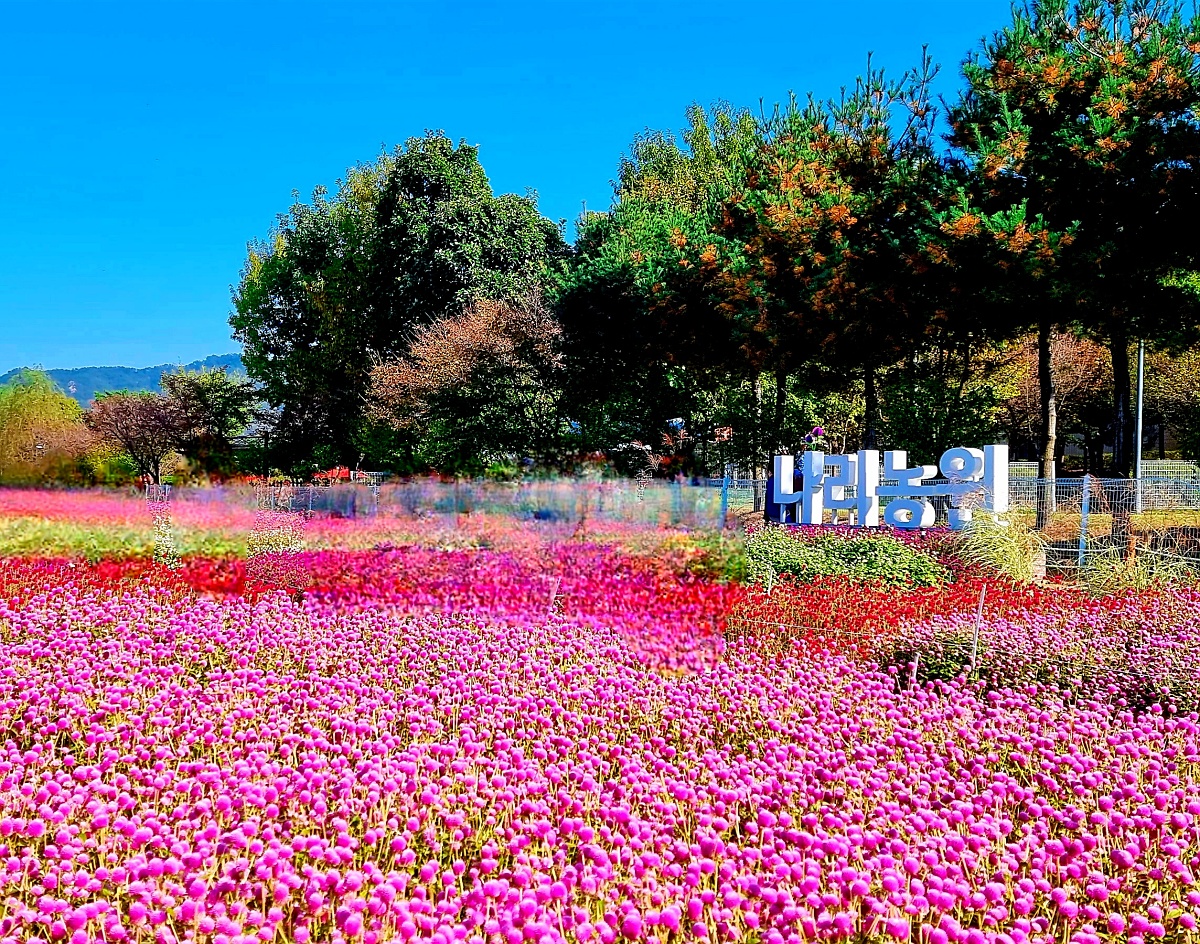 2024 양주 나리공원 천일홍 축제: 수도권에서 핑크뮬리, 댑싸리, 팜파스를 볼 수 있는 가을 여행지