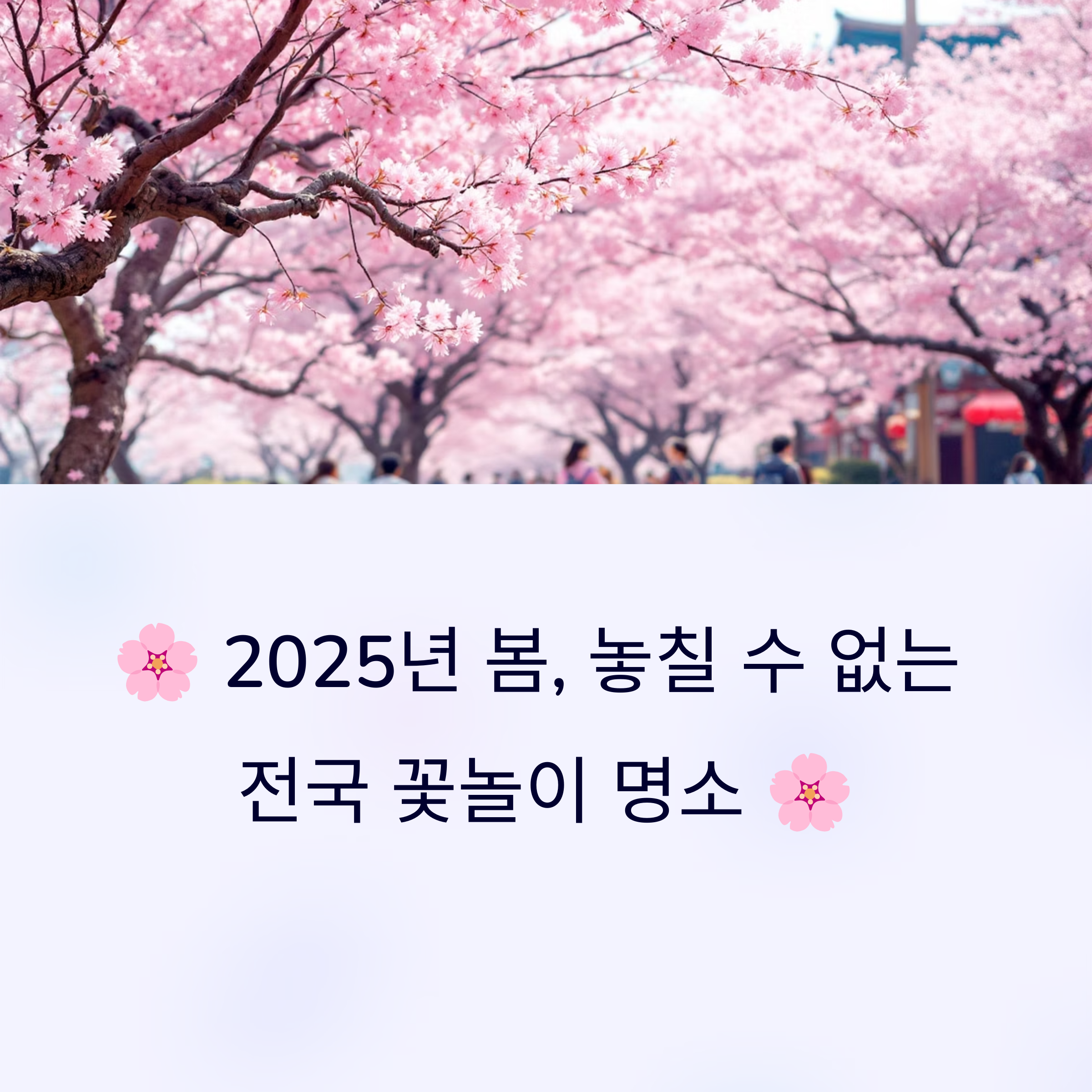 전국 봄꽃 여행지 총정리: 벚꽃부터 유채꽃까지