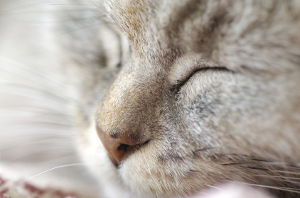 눈을 감는 고양이의 얼굴 업.