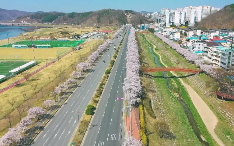 안동 벚꽃축제_16