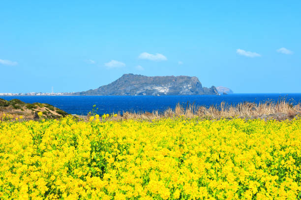 제주도 버스투어 추천: 이동 없이 편하게 제주 구석구석 여행하기