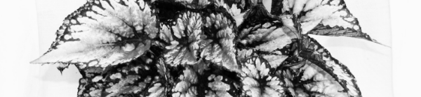 건조한 환경 조성, 물빠짐 중요