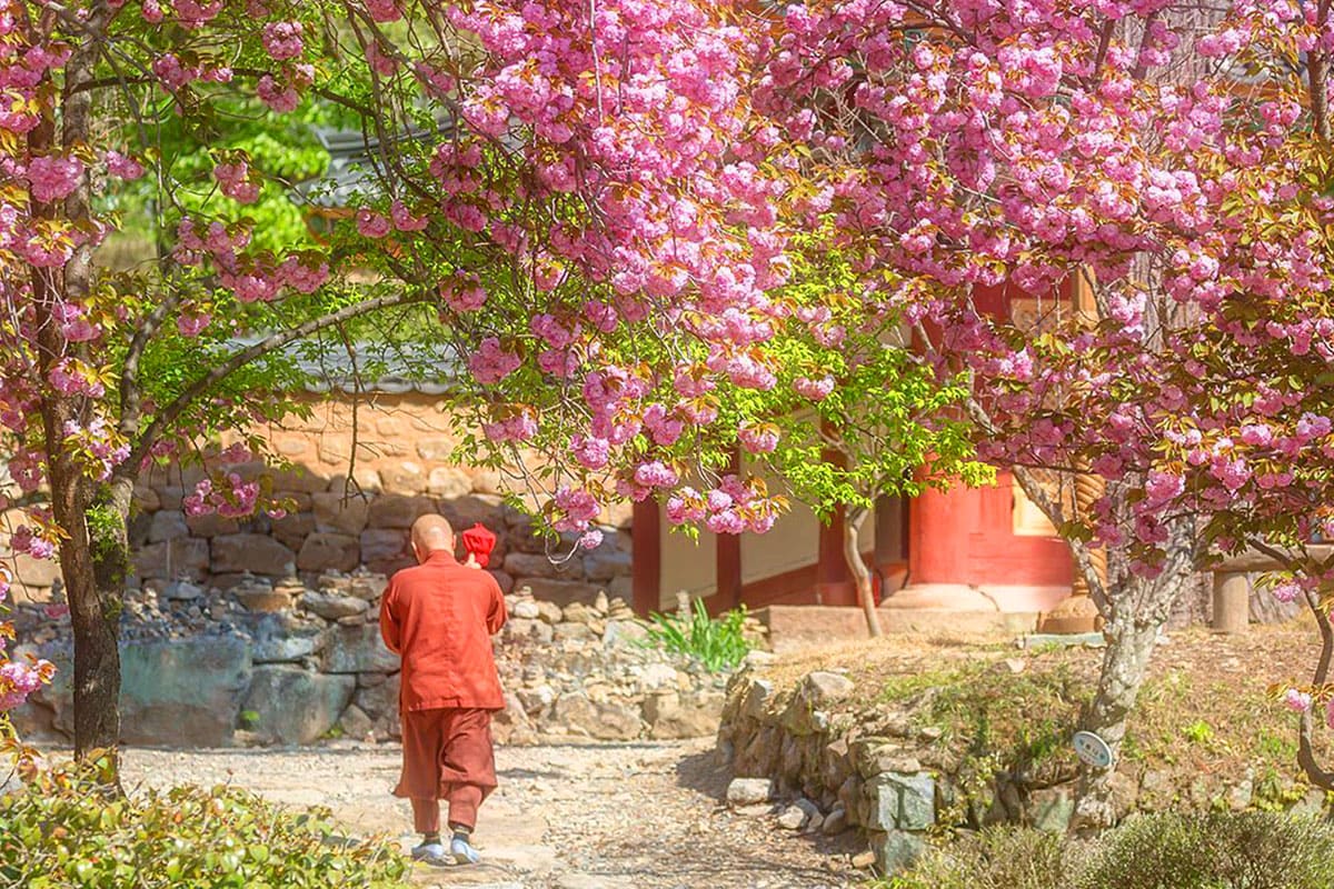선암사-겹벚꽃-풍경