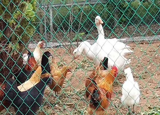 명가네힐링농장