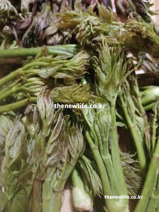 두릅 효능 위장 건강 정유 성분