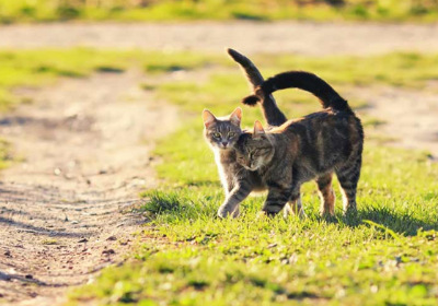 고양이의 발정기를 이미지화하는 이미지