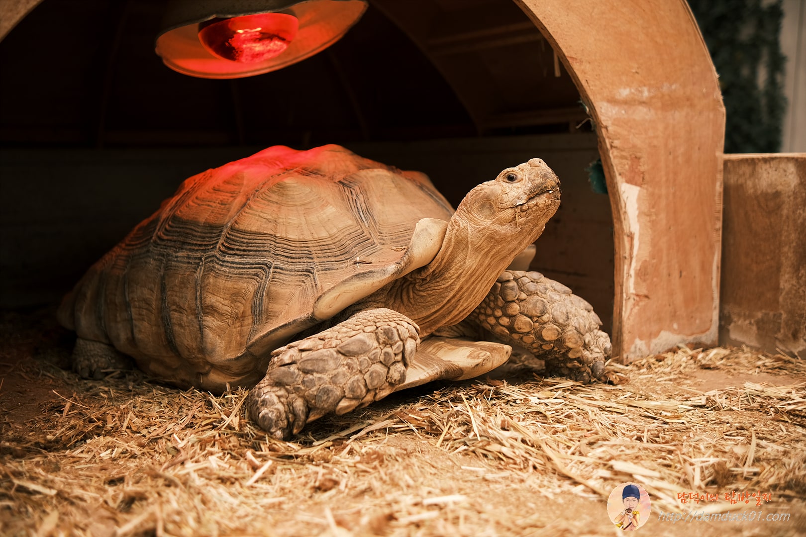 용인곤충테마파크 거북이 입장