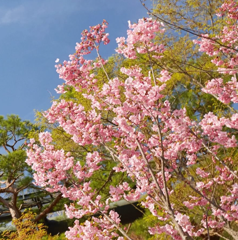 화담숲 벚꽃 개화시기 명소