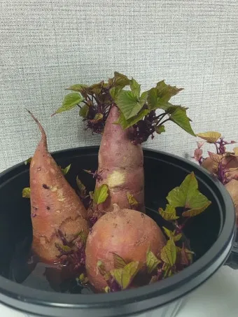 고구마 재배 달력 모종심기 관수 잡초 수확 큐어링_14