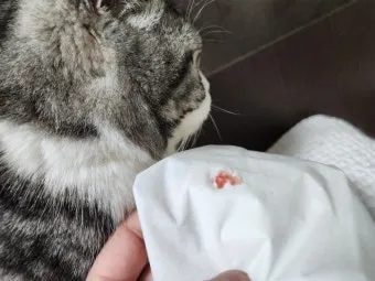 &amp;quot;고양이