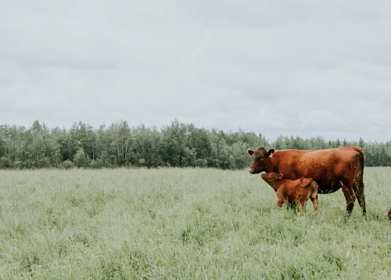 우황청심환 가격
