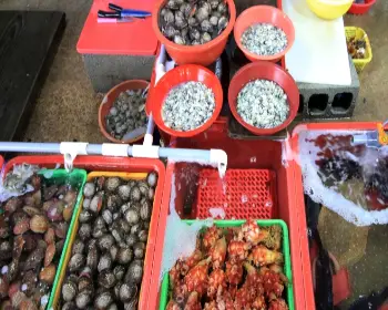 남당항 새조개 축제_4