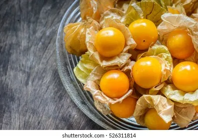 구스베리 재배 가시 관리 통풍 확보 열매 보호_1