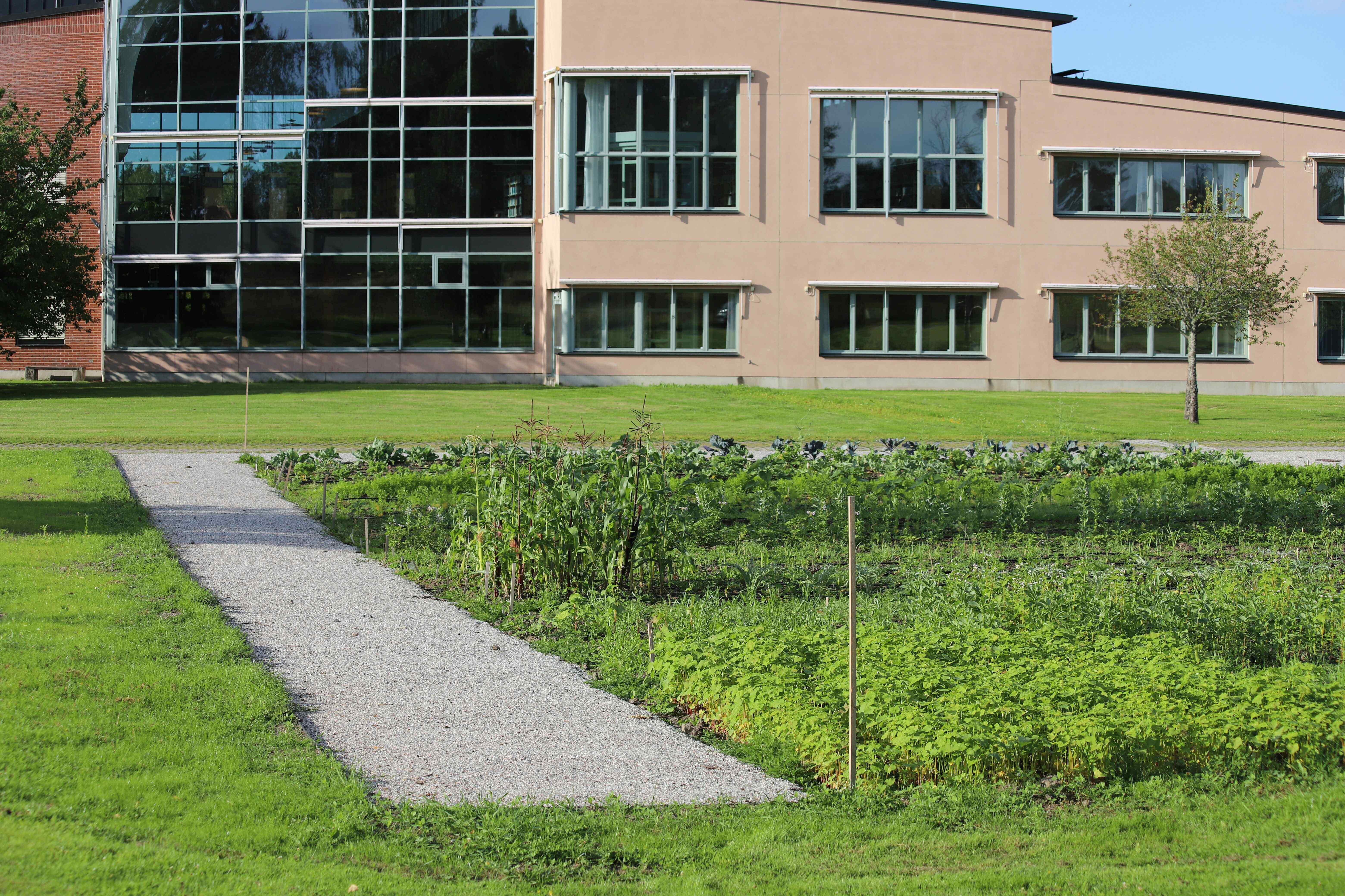 대학 내부 정원에 텃밭이 가꿔져 있는 모습