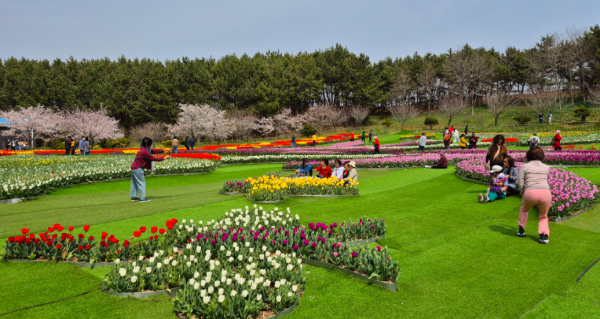 2025 태안 튤립 축제 기간 입장료 박람회 정보