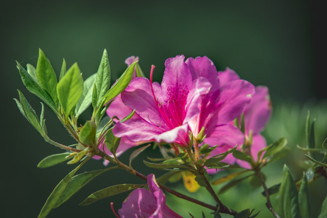 Azalea