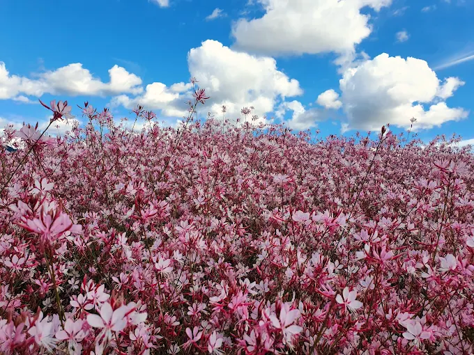 고석정 꽃밭축제