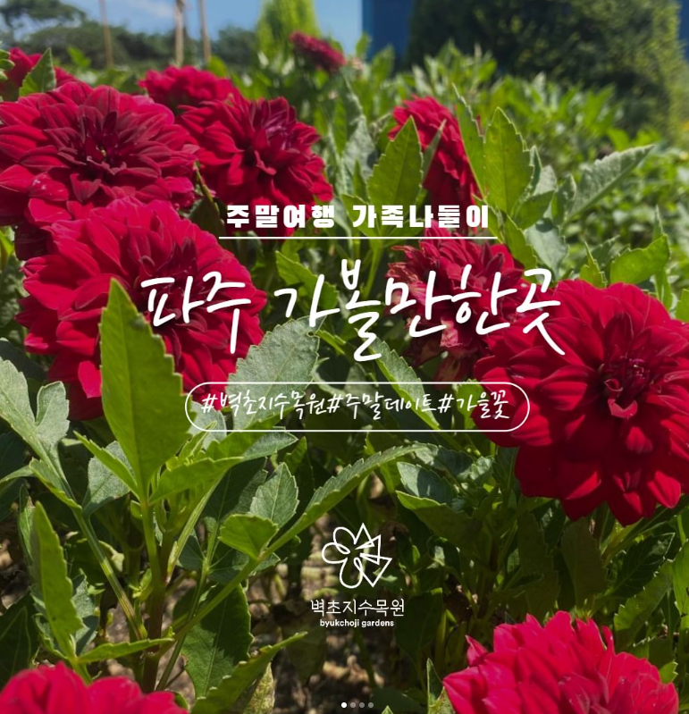 경기도 파주 벽초지수목원 가을꽃 국화축제 데이트 나들이 명소