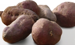 고구마 보관방법