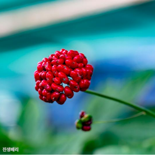 진생베리