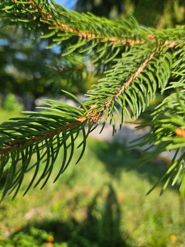 독일가문비 잎1