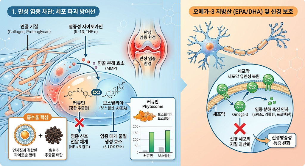 염증으로 인한 세포파괴 방어선의 붕괴