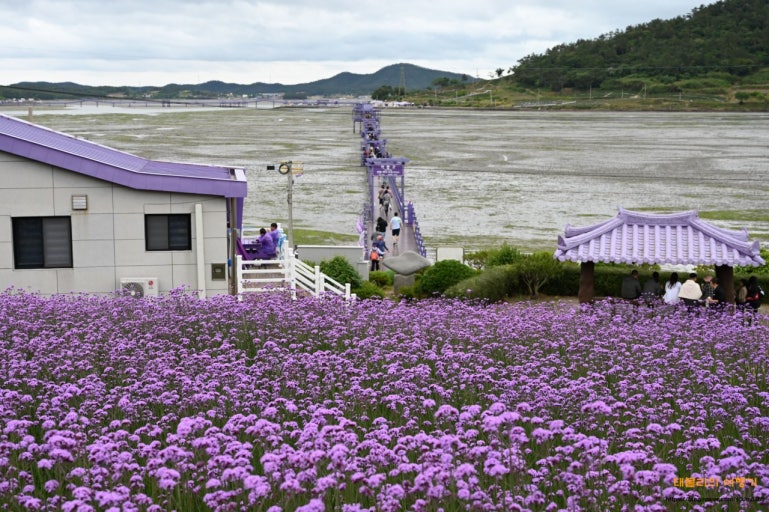 신안 퍼플섬