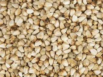 홍화씨 효능 영양성분 홍화씨유 먹는법_11