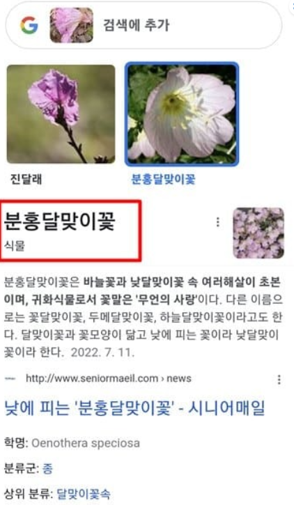 꽃 사진3