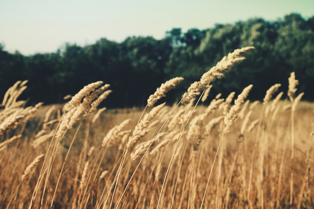 Wind