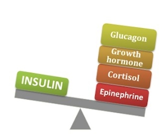 다이어트를 위한 호르몬 정보