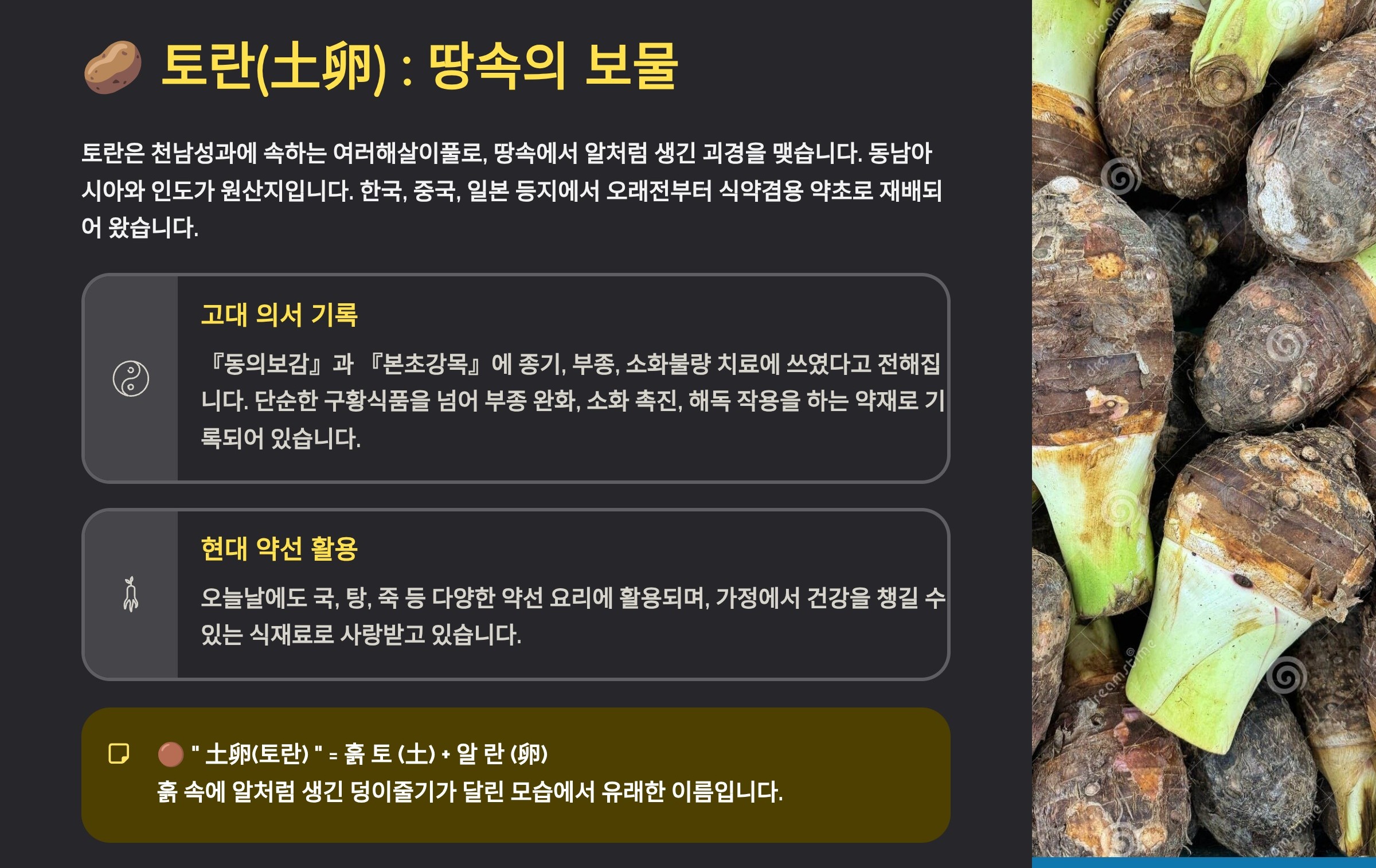 토란(우근)