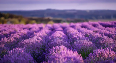 전북 정읍 허브원 입장료