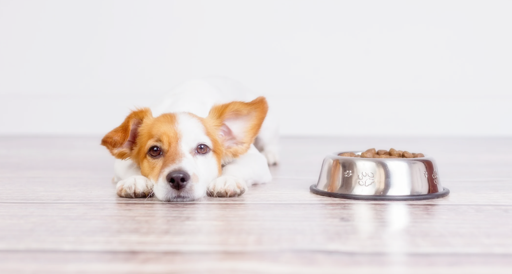 미국산 반려동물 사료의 장점