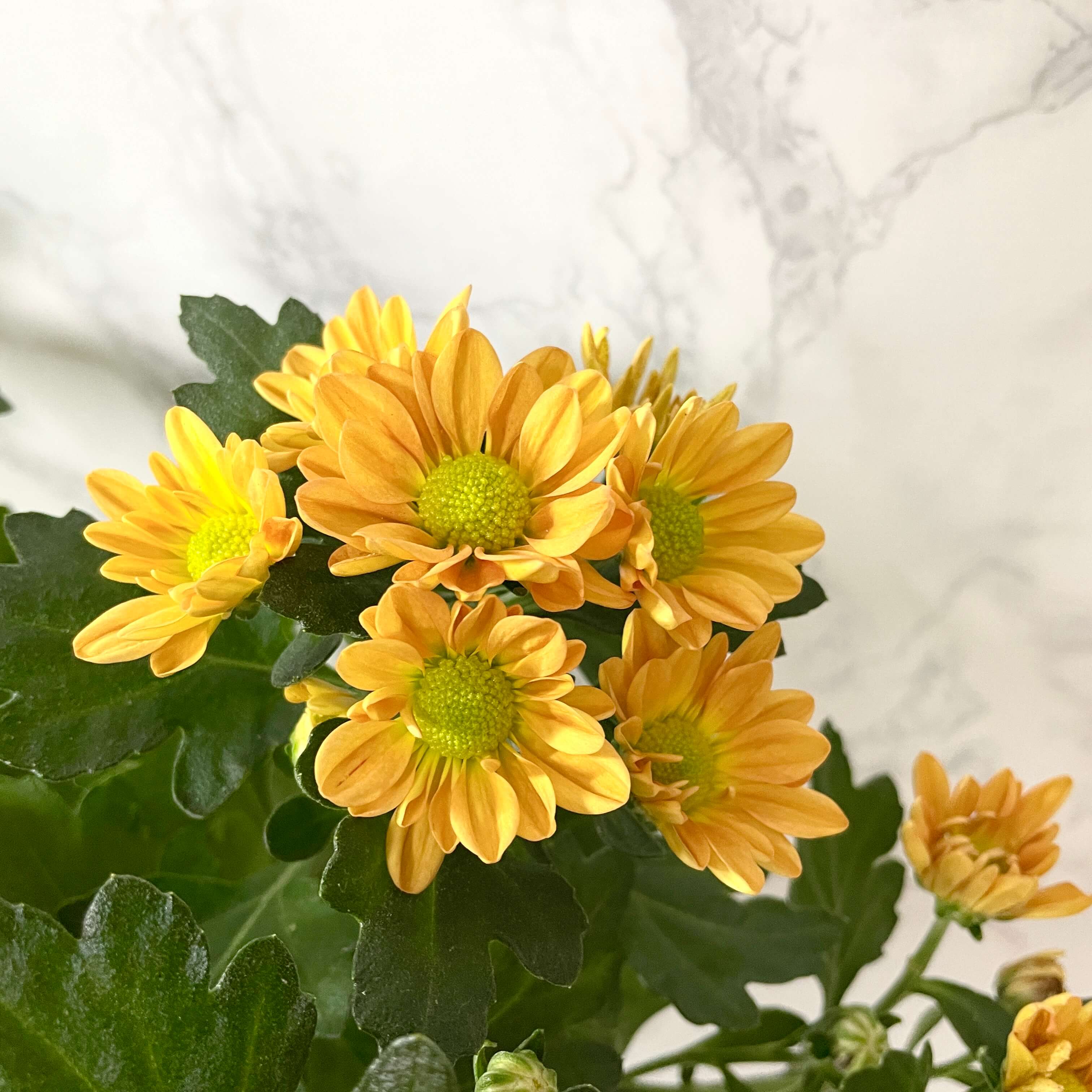 식물 판매 사이트 심폴