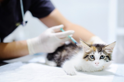 백신을 맞는 고양이.