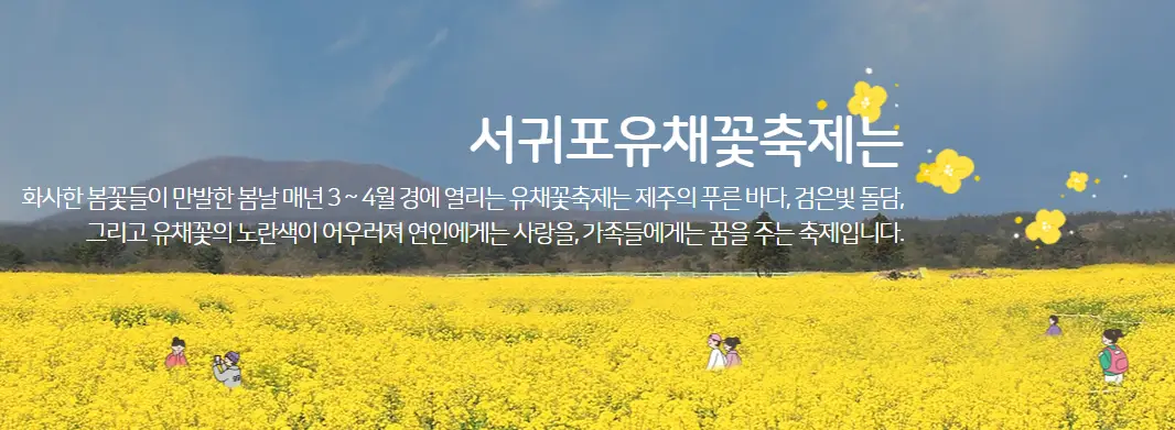 제주-유채꽃