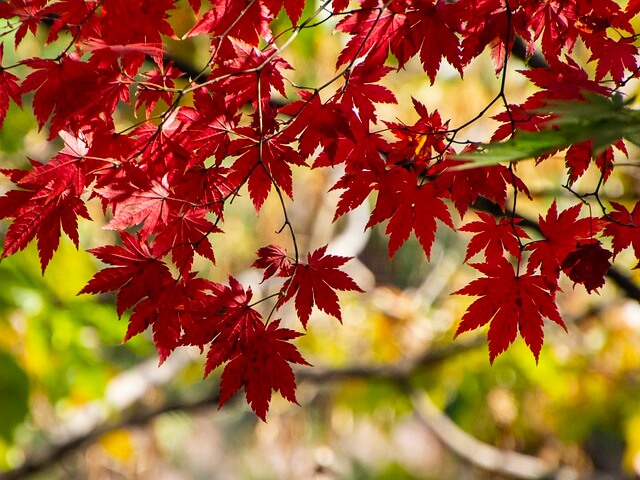 창경궁 야간개장