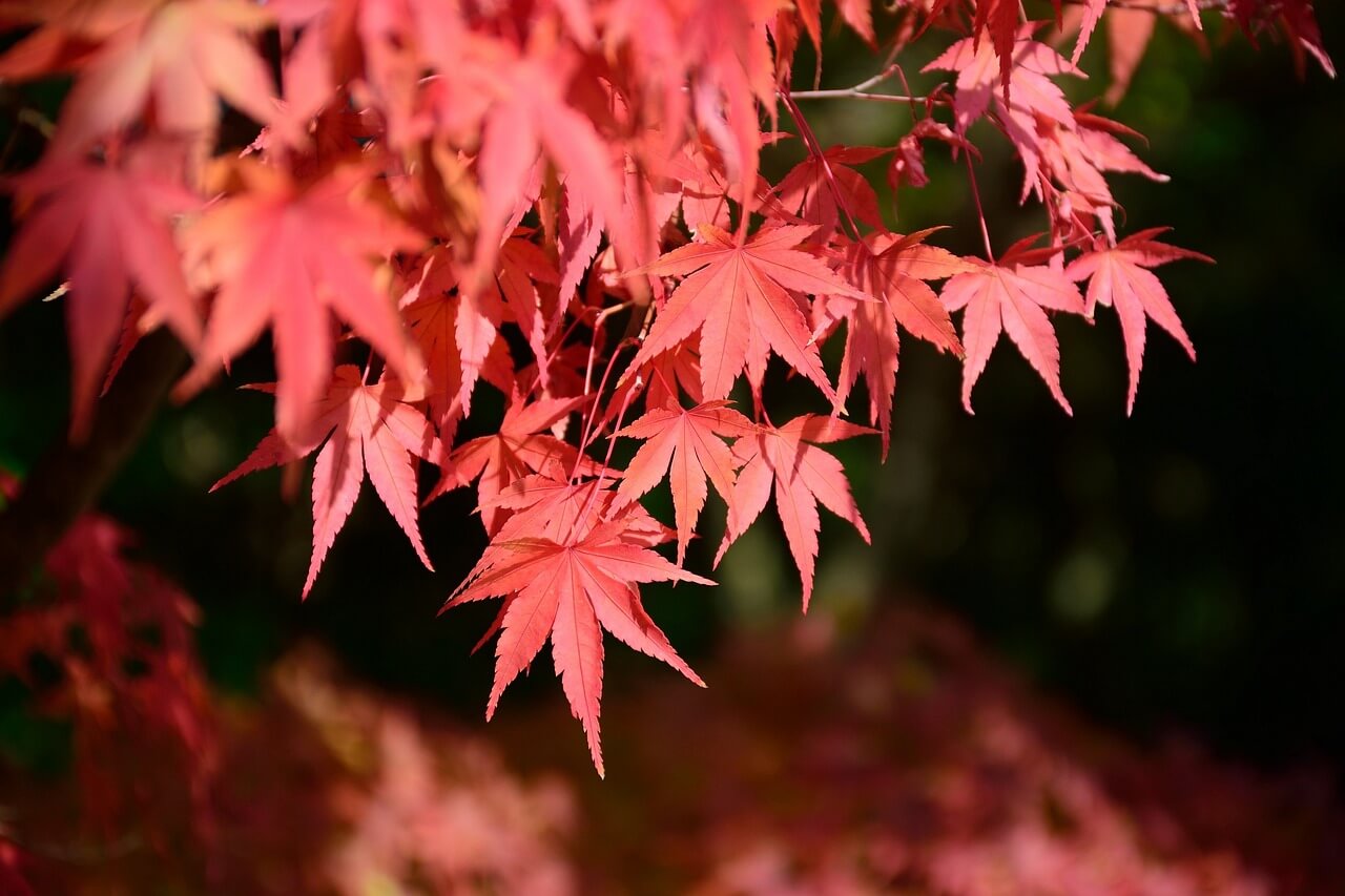 단풍-핀-사진