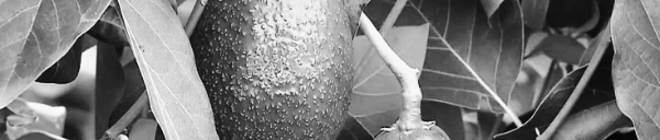 비료: 1주당 퇴비 20kg, 골분 2kg, 요소 100g, 과인산석회 1kg, 용성인비 500g, 염화칼륨 100g