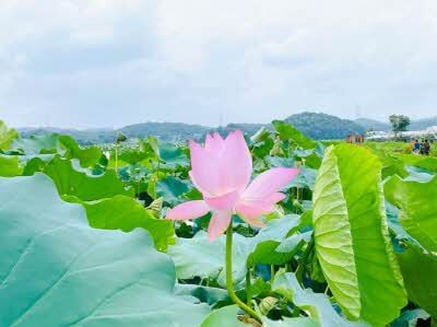 연꽃 테마파크