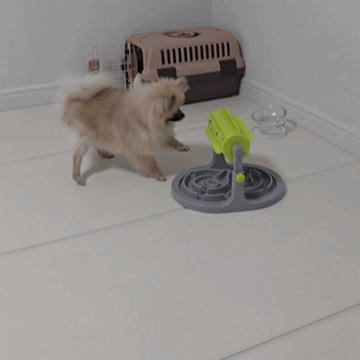 장난감을 가지고 노는 강아지