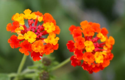 가을에 피는 꽃 란타나